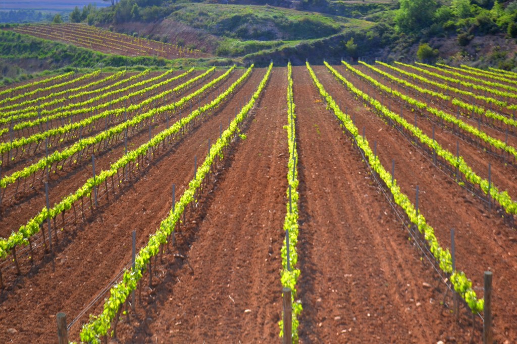 Foto: Vinyes de Primavera - Torrelles de Foix (Barcelona), España