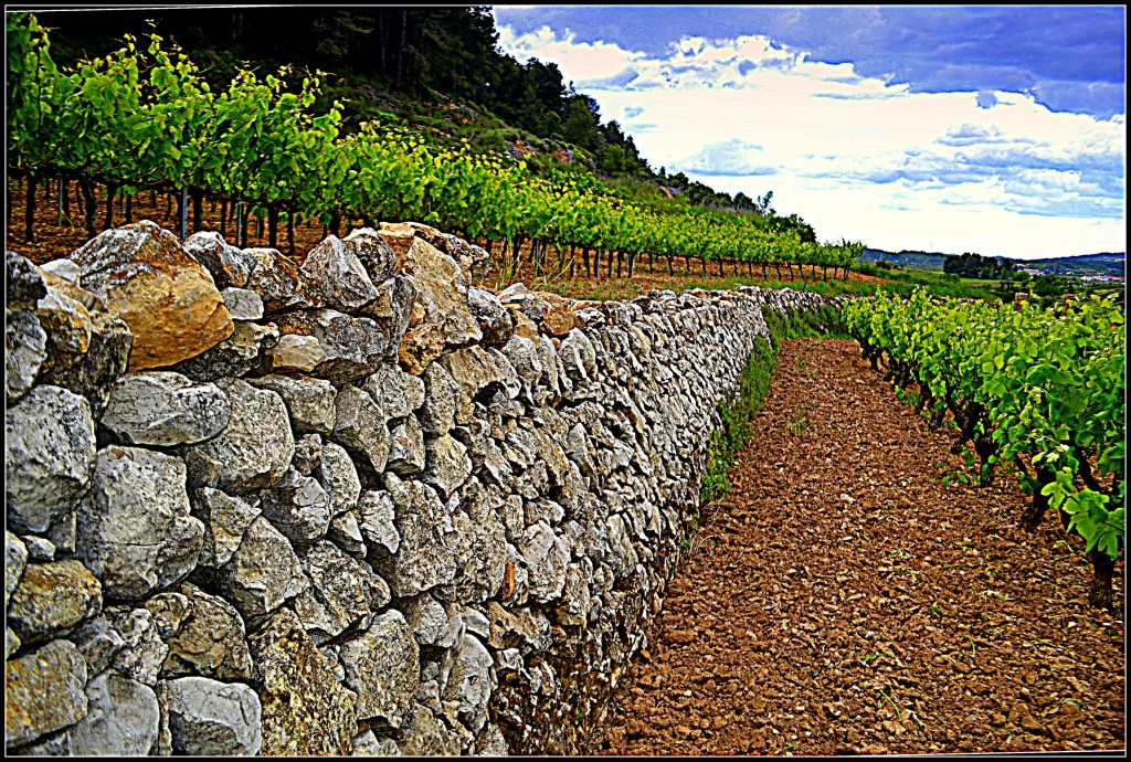 Foto: Viña y Piedra en Seco - Subirats (Barcelona), España