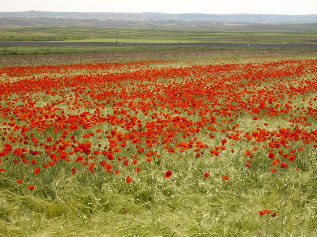 Foto de Yuncler (Toledo), España