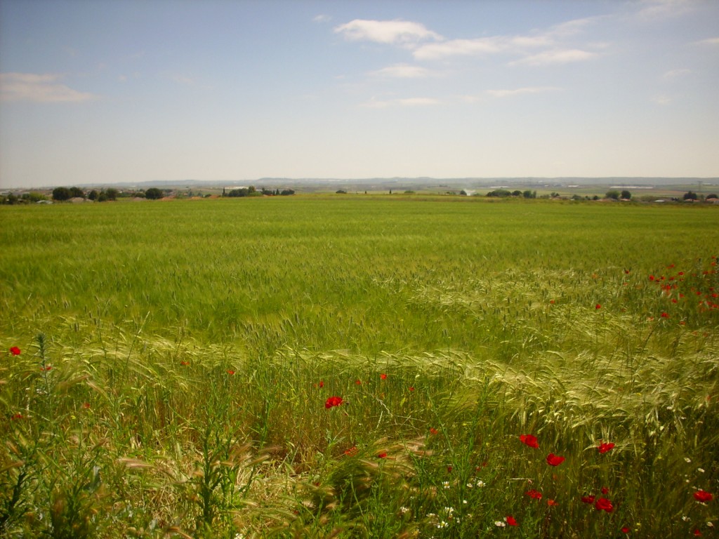 Foto de Yuncler (Toledo), España
