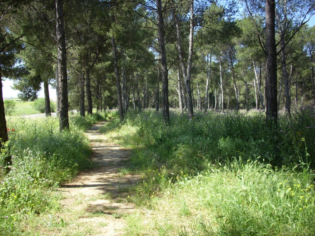 Foto de Yuncler (Toledo), España