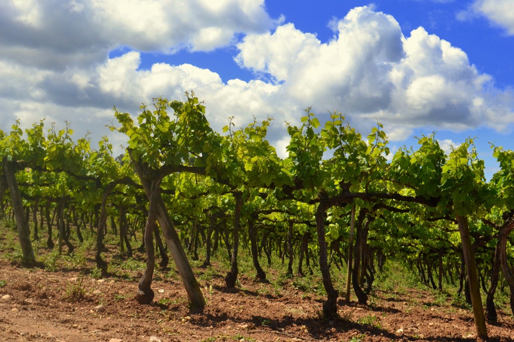 Foto: Viñas del Penedes - Torrelles de Foix (Barcelona), España