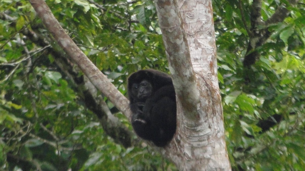 Foto de Upala (Alajuela), Costa Rica