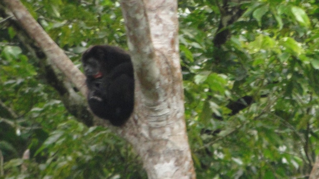 Foto de Upala (Alajuela), Costa Rica