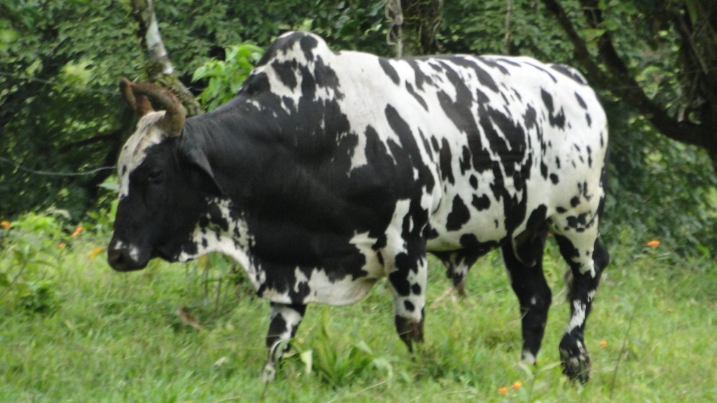 Foto de Upala (Alajuela), Costa Rica