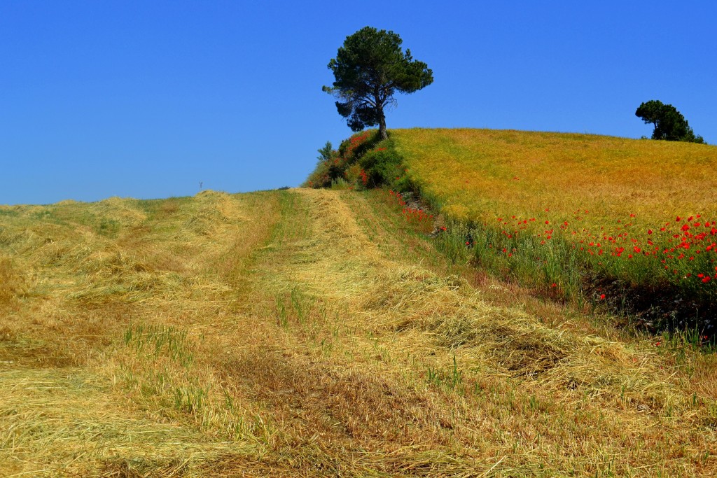 Foto: Campos de cereal - Montmaneu (Barcelona), España