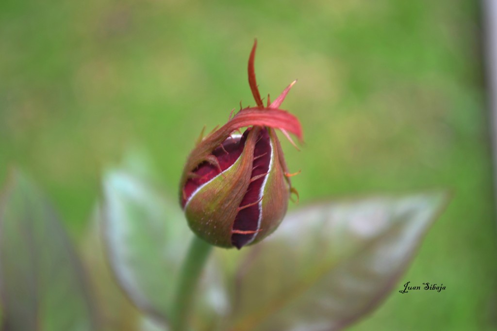 Foto: ROSA - Alajuela, Costa Rica