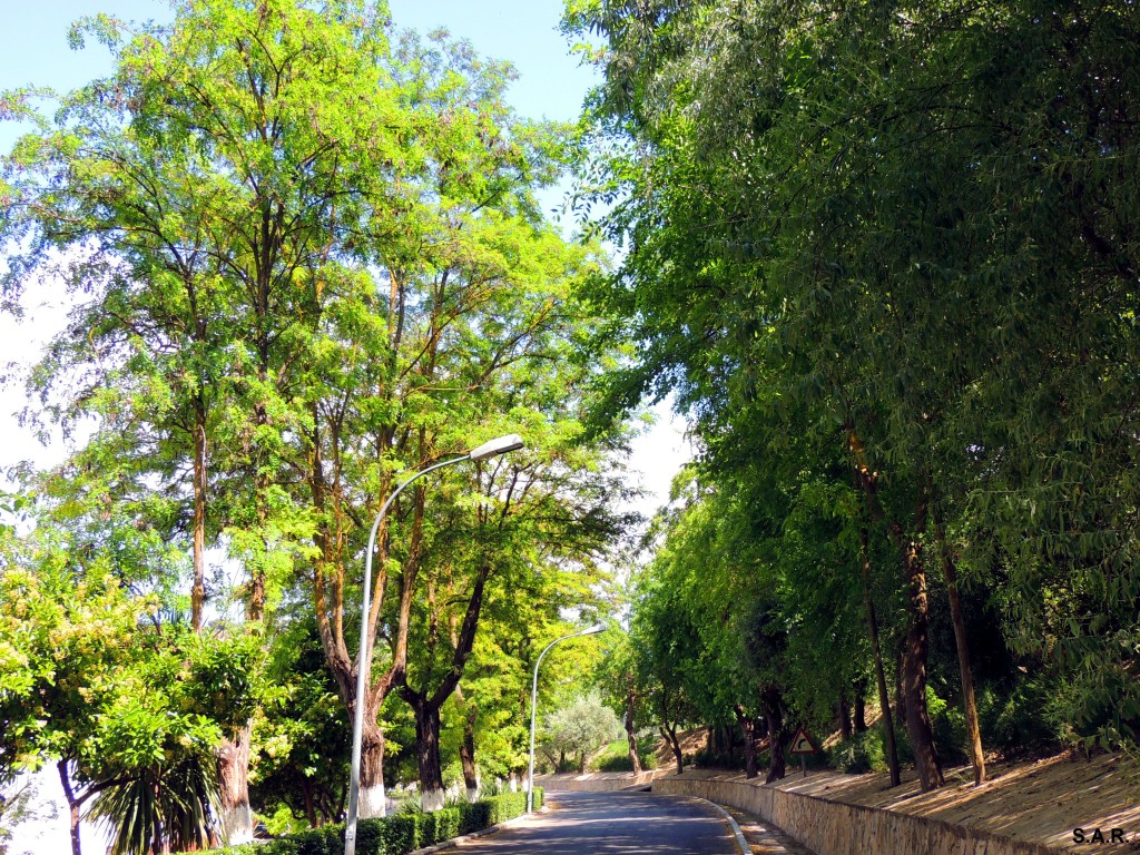 Foto: Avenida Andalucía - Alcalá del Valle (Cádiz), España