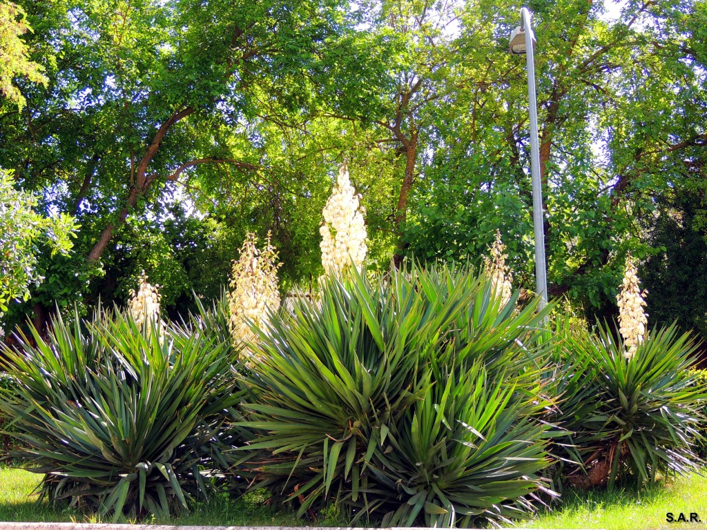 Foto: Jardines Avenida Andalucía - Alcalá del Valle (Cádiz), España