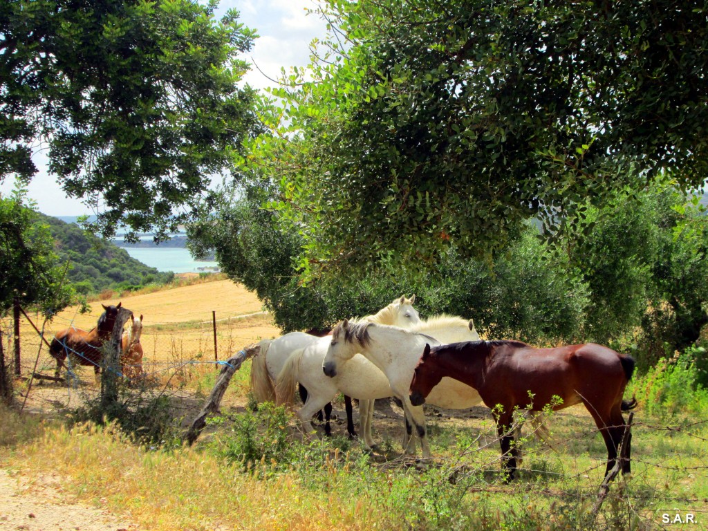 Foto: Yeguada de Terry - Algar (Cádiz), España