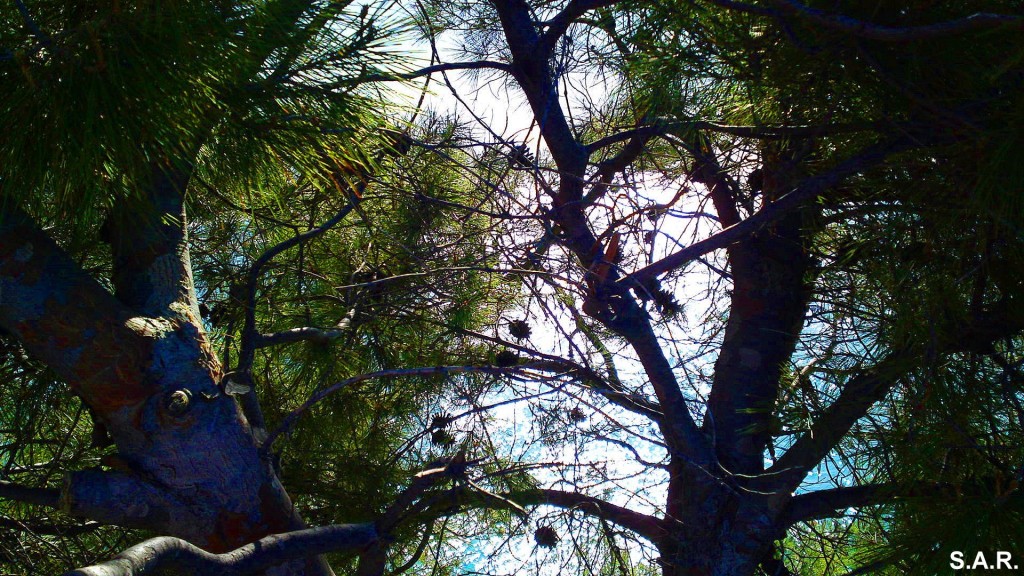 Foto: Naturaleza - Almuñecar (Granada), España