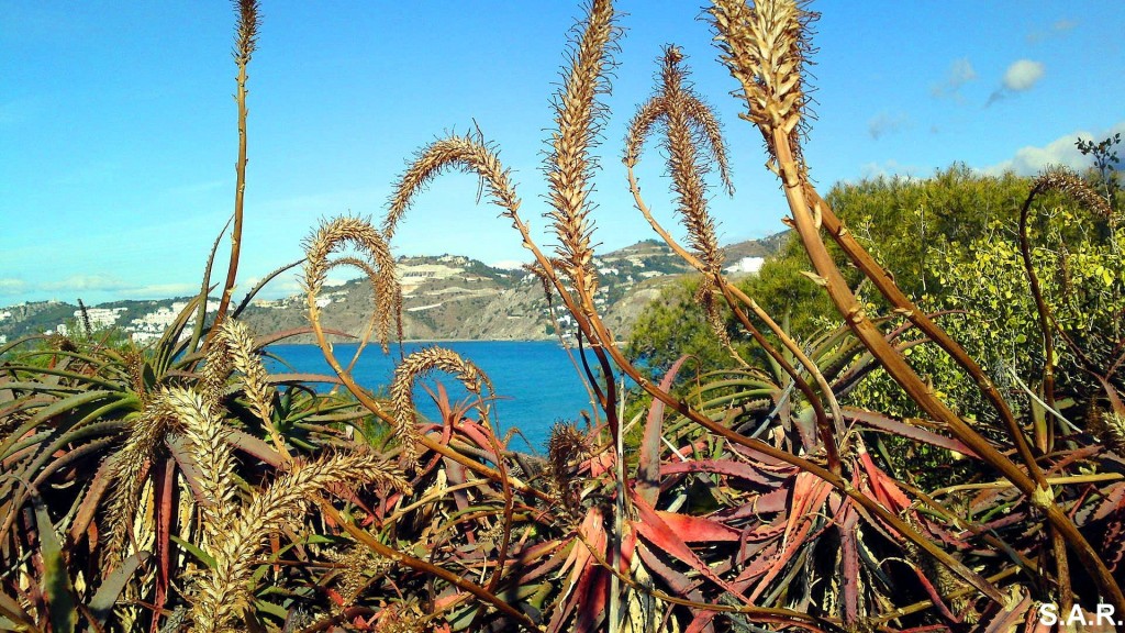 Foto: En el Mirador - Almuñecar (Granada), España