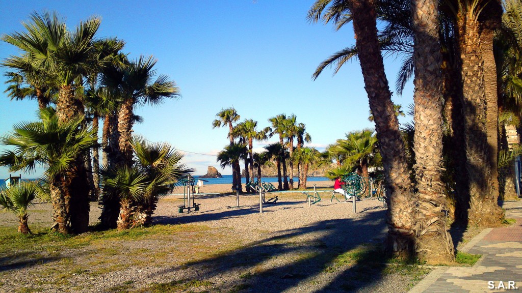 Foto: Playa y palmera - Almuñecar (Granada), España