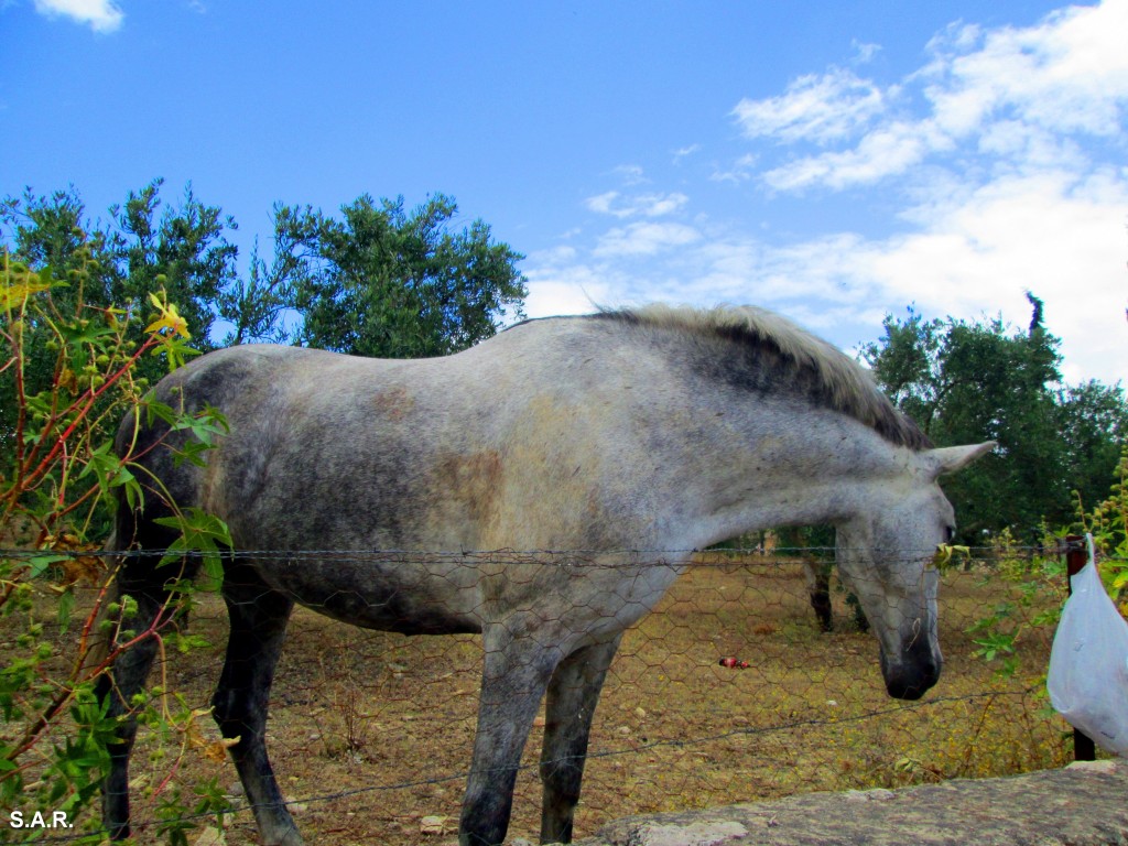 Foto: ¡¡¡Noooo¡¡¡ no lo mires, es mi bocata - Arcos de la Frontera (Cádiz), España