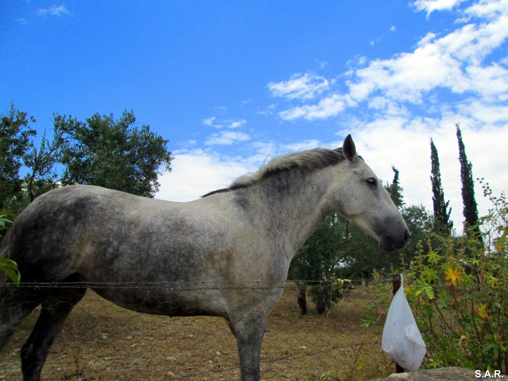 Foto: ¡¡ Te he dicho que no¡¡ mi bocata no. - Arcos de la Frontera (Cádiz), España