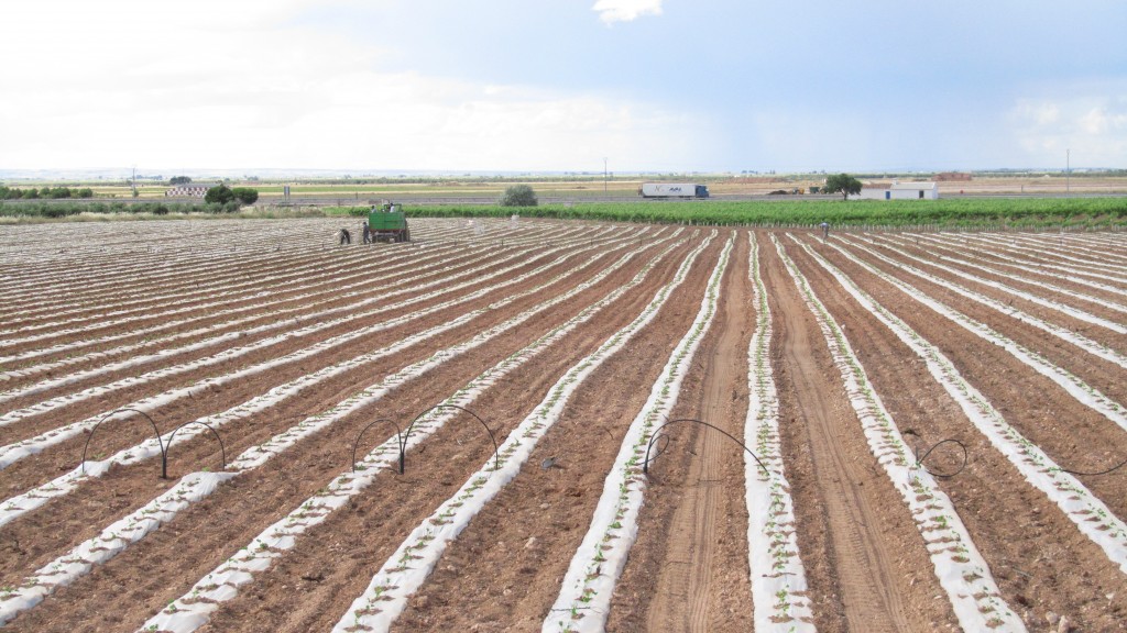 Foto: siembra de melon - Tomelloso (Ciudad Real), España
