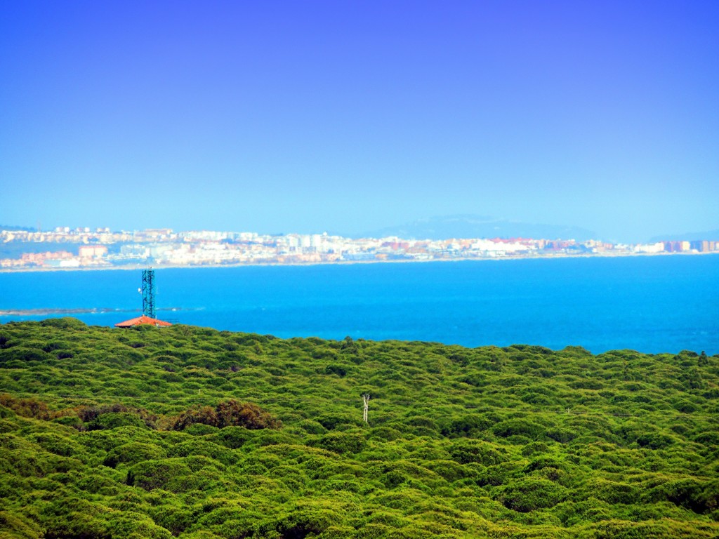 Foto: Paloma baja desde Camarinal - Atlanterra (Cádiz), España