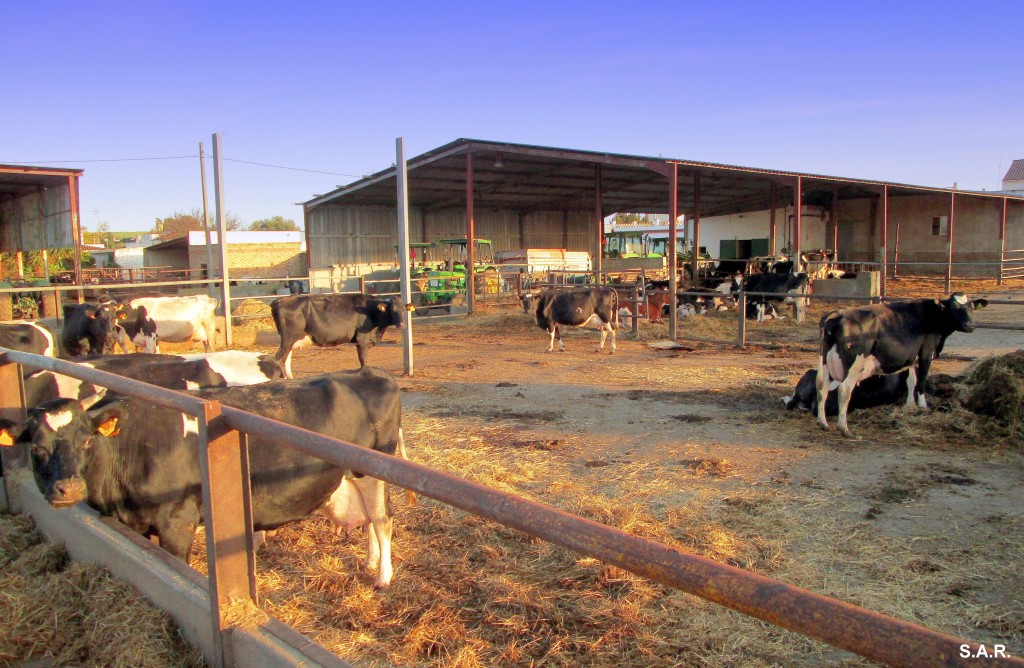Foto: Vaquerizas - Barrio Nuevo (Cádiz), España