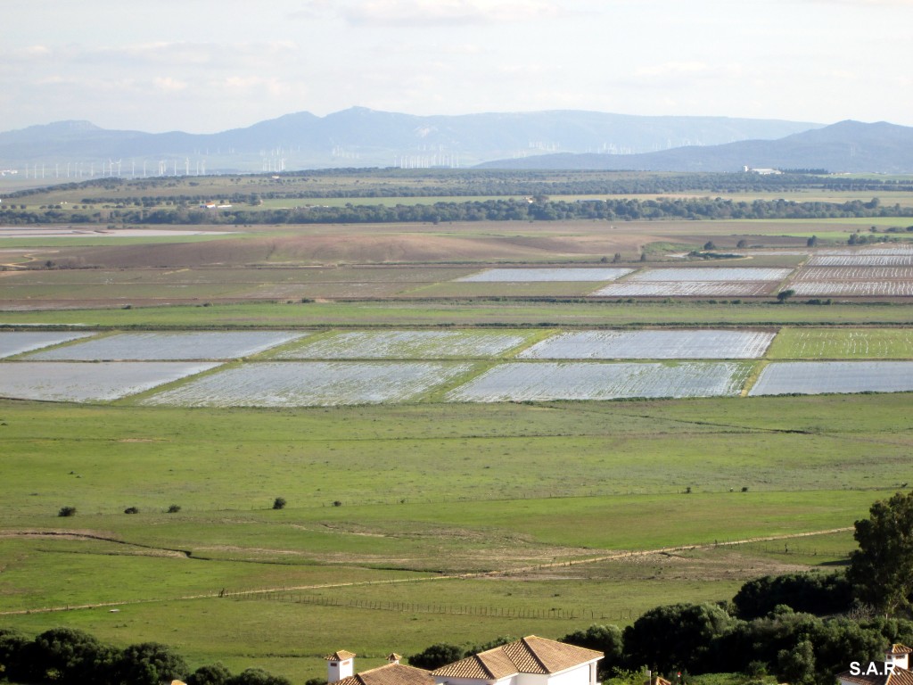 Foto: Arrozales de la Janda - Benalup (Cádiz), España