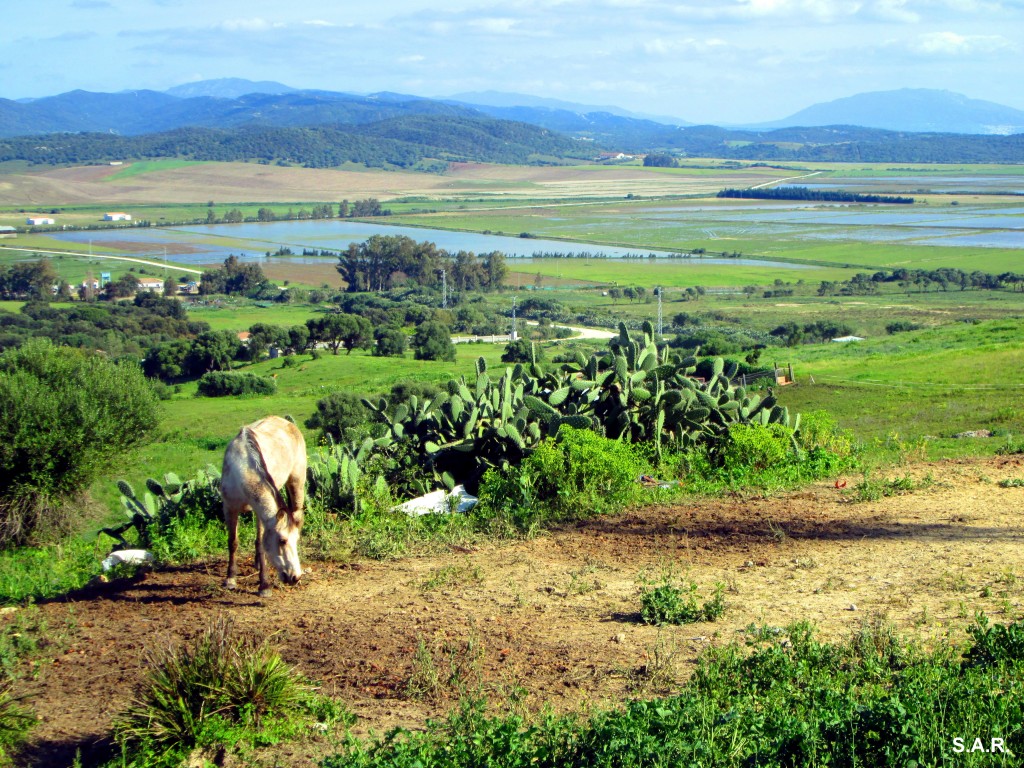 Foto: Solitario - Benalup (Cádiz), España