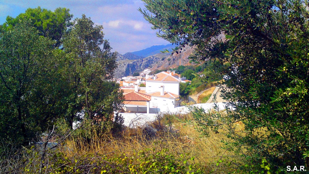 Foto: Benaocaz entre olivos - Benaocaz (Cádiz), España