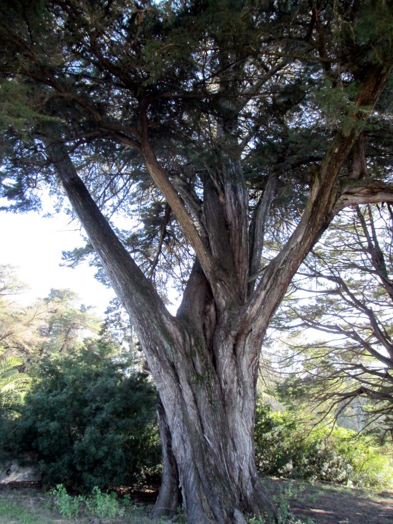 Foto de Campano (Cádiz), España