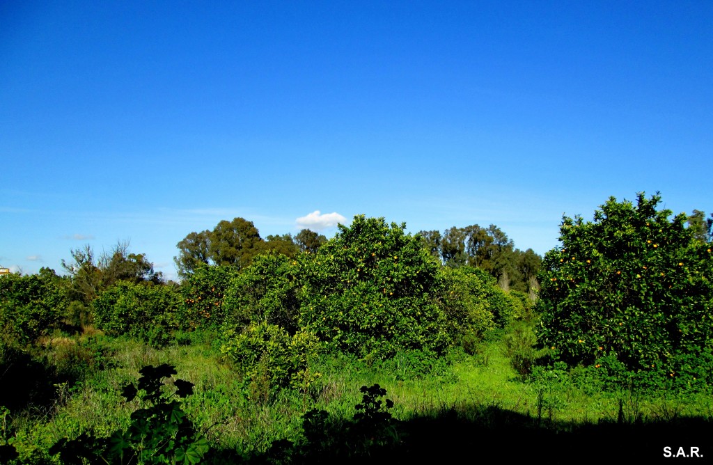 Foto de Campano (Cádiz), España