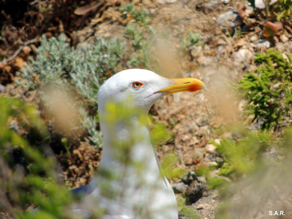 Foto: ¡¡ Hola ¡¡ - Conil de la Frontera (Cádiz), España