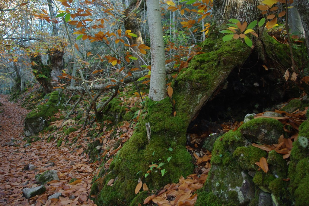 Foto de Parada de Sil (Ourense), España