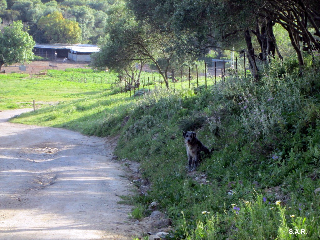 Foto: Guardando en camino - Las Cobatillas (Cádiz), España