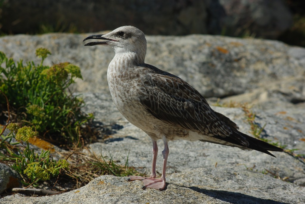 Foto de Vigo (Pontevedra), España