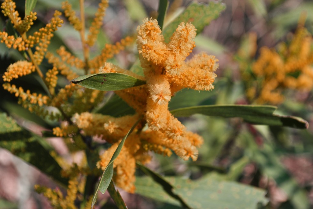 Foto: flora - San Clemente del Tuyu (Buenos Aires), Argentina