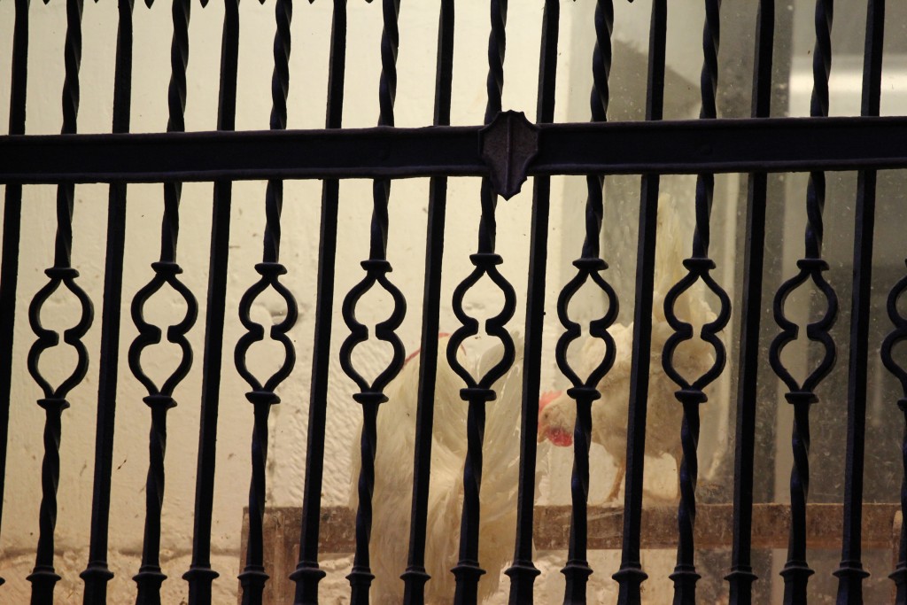 Foto de Santo Domingo de la Calzada (La Rioja), España