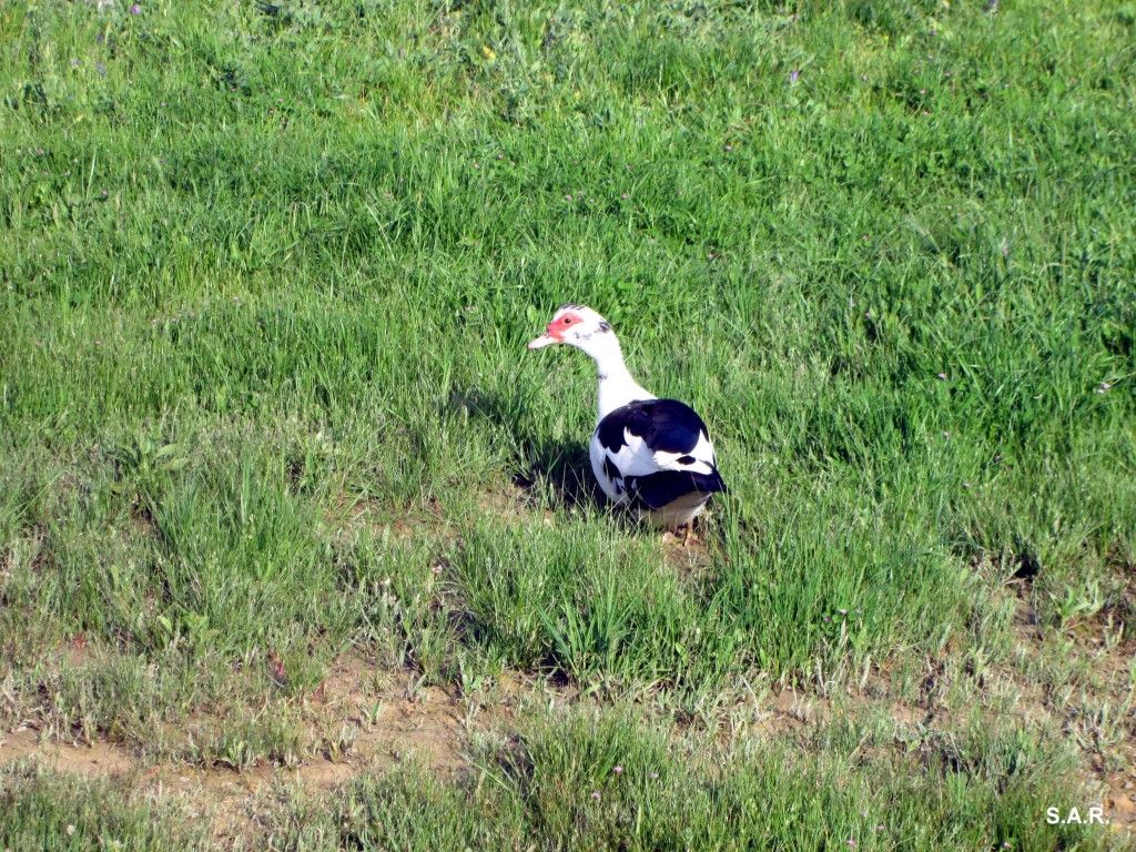 Foto: Ansar - Las Cobatillas (Cádiz), España