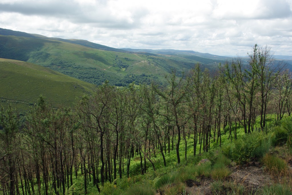 Foto de Vilanova (Ourense), España