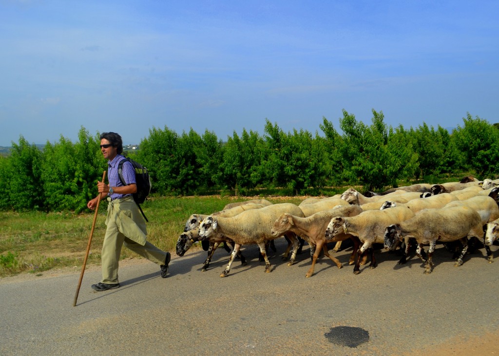 Foto: Rebaño de ovejas. - Sant Martí Sarroca (Barcelona), España