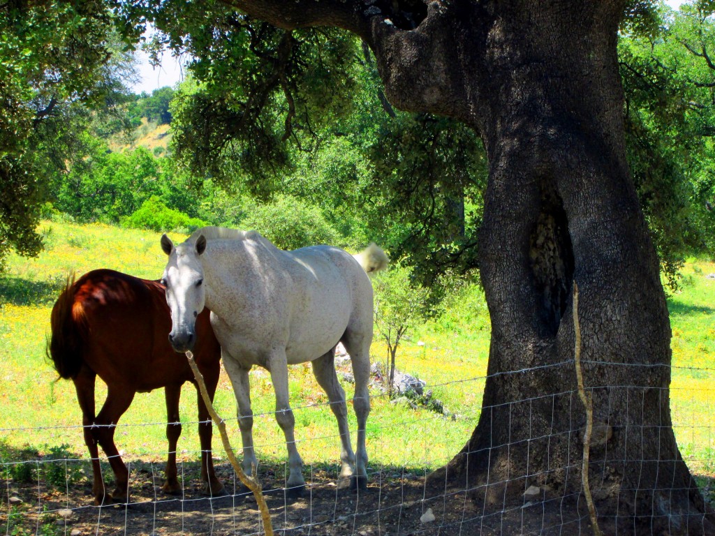 Foto: Rocinante y Babieca - La Muela de Algodonales (Cádiz), España