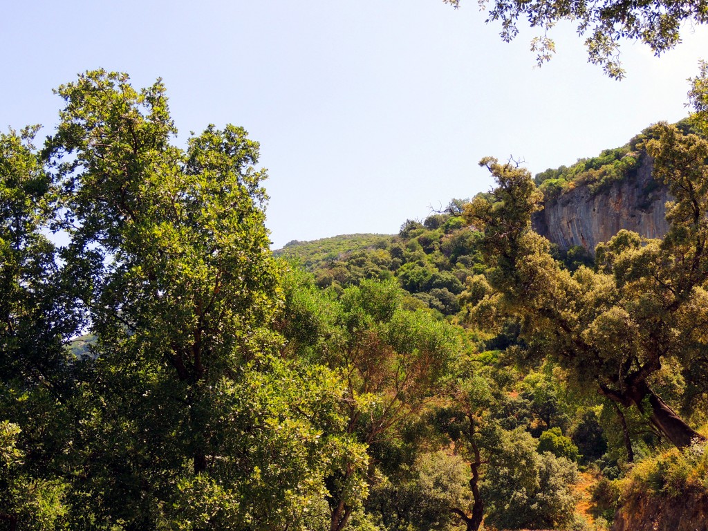 Foto: Frondosa Vegetación - La Muela de Algodonales (Cádiz), España