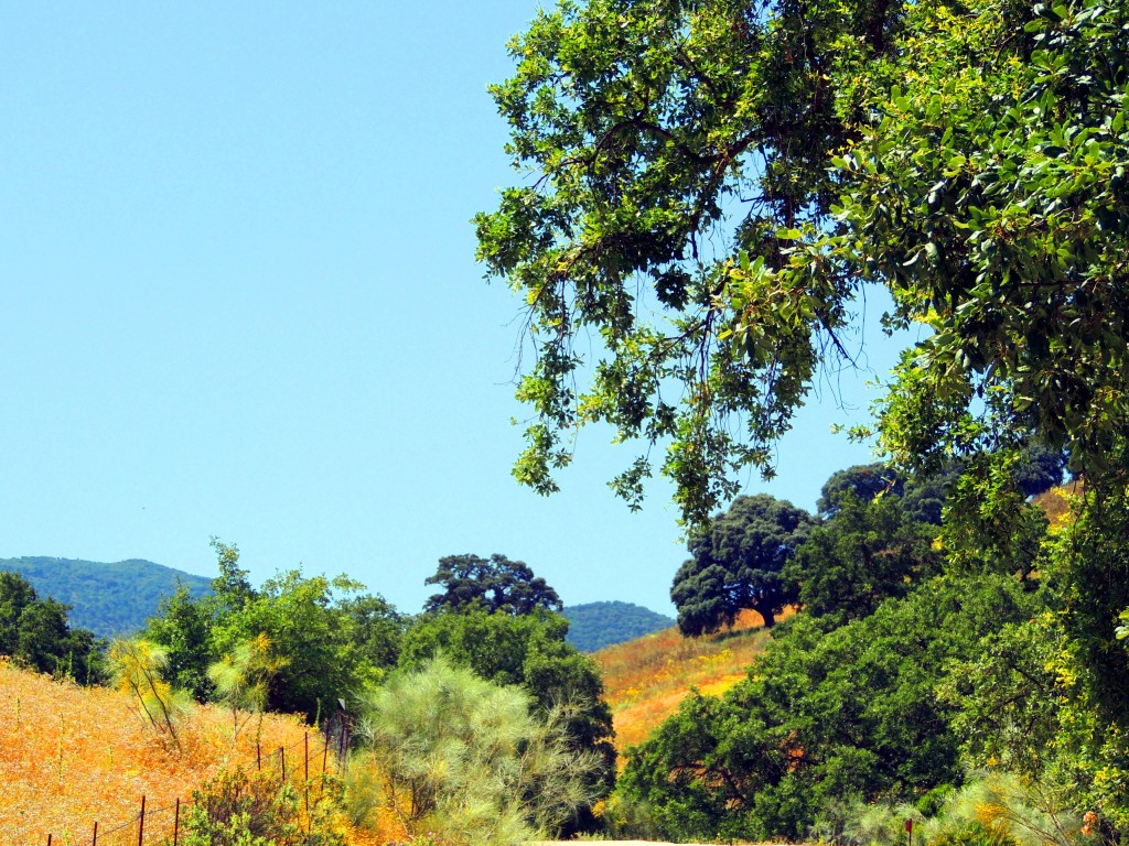 Foto: Quejígos - La Muela de Algodonales (Cádiz), España