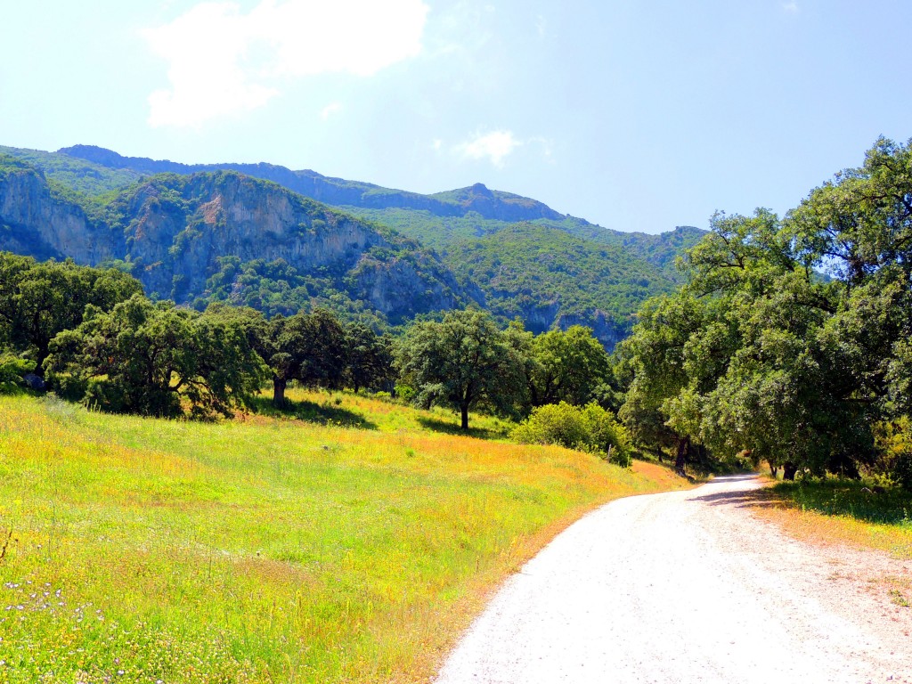 Foto: Camino al Mogote - La Muela de Algodonales (Cádiz), España