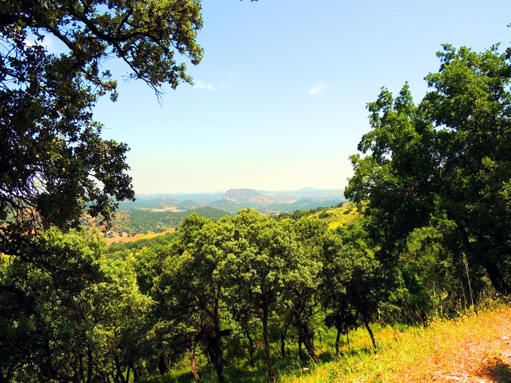 Foto: Vista desde Sierra Lijar - La Muela de Algodonales (Cádiz), España
