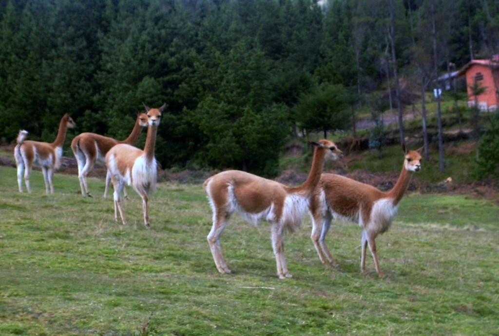Foto: Granja Porcón - Cajamarca, Perú