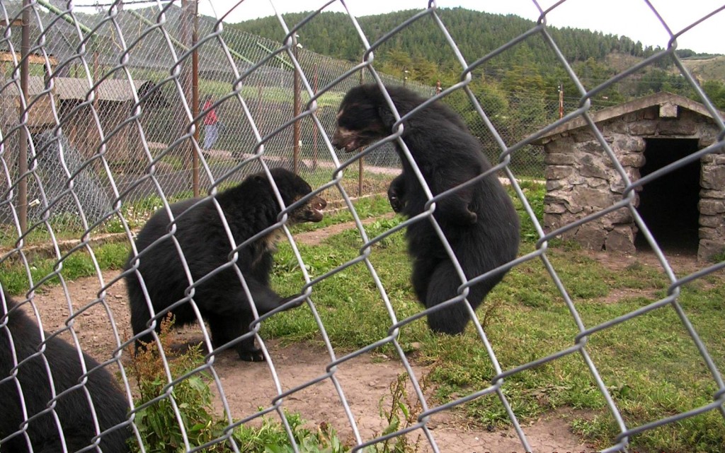 Foto: Granja Porcón - Cajamarca, Perú