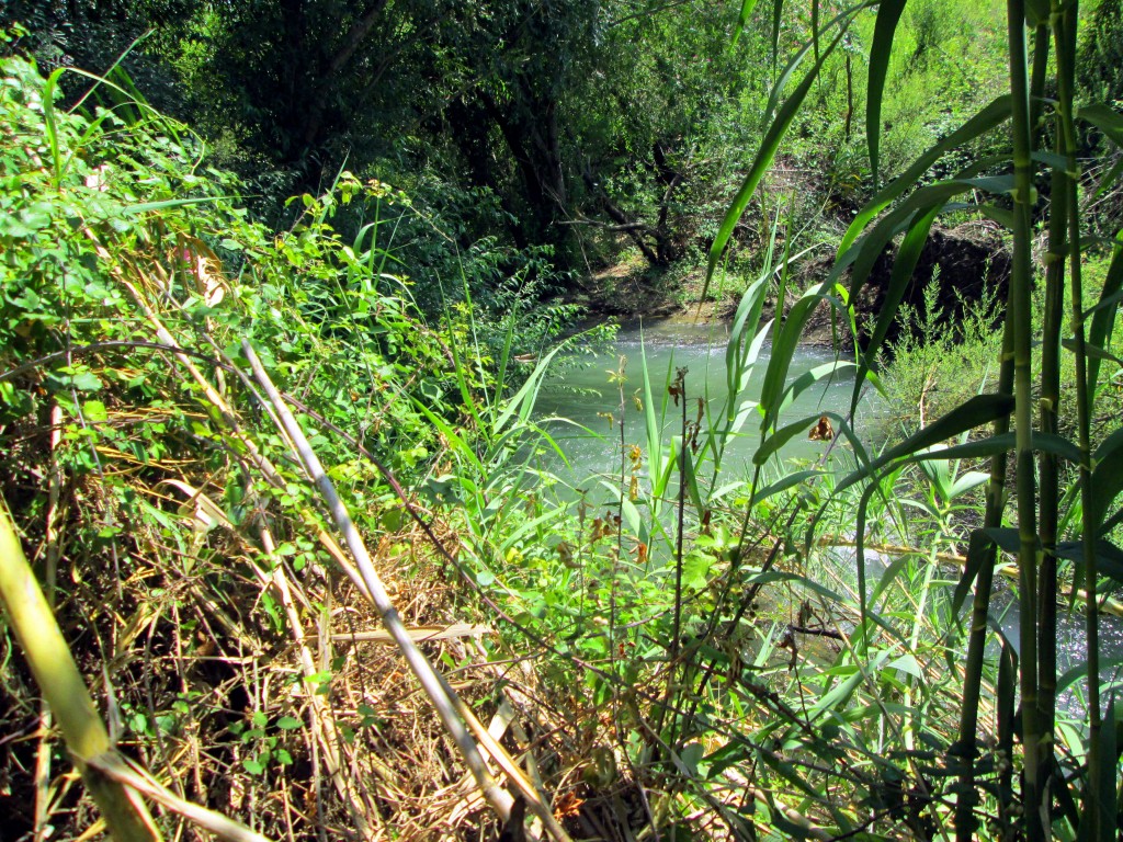 Foto: Río Guadalete - Algodonales (Cádiz), España