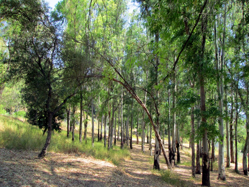 Foto: Eucaliptos - Algodonales (Cádiz), España