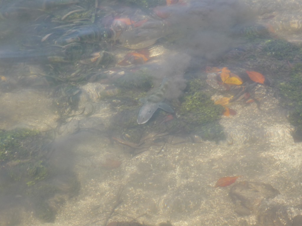 Foto de Providencia Y Santa Catalina (Archipiélago de San Andrés, Providencia y Santa Catalina), Colombia