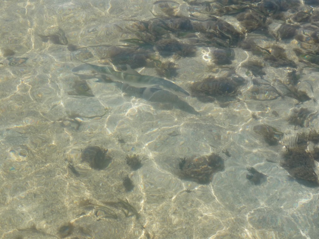 Foto de Providencia Y Santa Catalina (Archipiélago de San Andrés, Providencia y Santa Catalina), Colombia