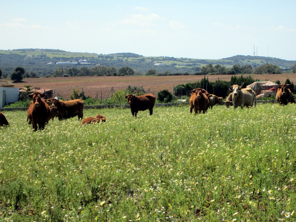 Foto: Pastando - La Muela de Veger (Cádiz), España