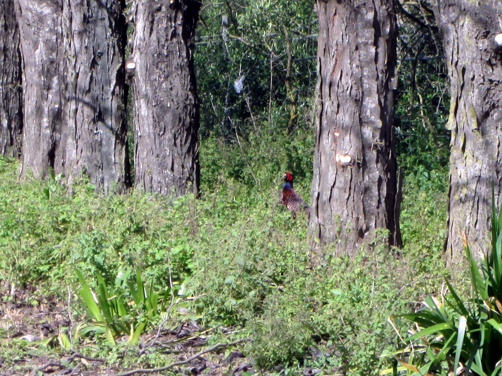 Foto: Faisanes por doquier - Las Lomas (Cádiz), España