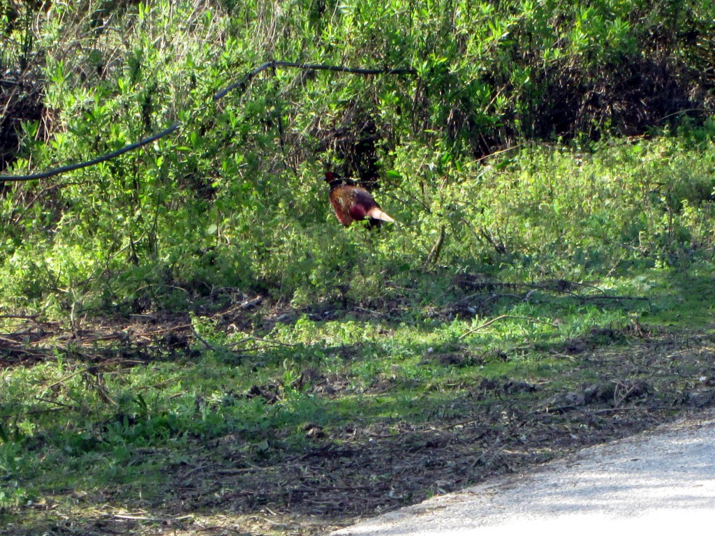 Foto: Faisanes - Las Lomas (Cádiz), España